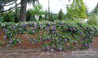 Wisteria frutescens 'Longwood Purple'