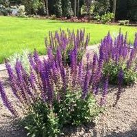 Salie - Salvia nemorosa 'Ostfriesland' | Planten online kopen