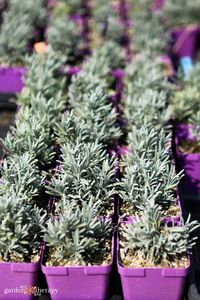 How to Propagate Lavender for Endless Blooms - Garden Therapy