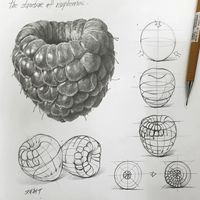 메타코드 미술학원(강남본원) 대표원장 안재현 on Instagram: “Raspberry drawing! It has a completely different structure from strawberries.Small particles are in a continuous structure. It's a shape…”