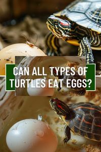 Discover the truth about turtles and eggs with our post "Can Turtles Eat Eggs?". Learn how to incorporate eggs into your turtle's diet safely and nutritiously.