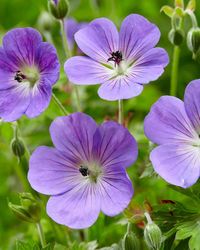 Geranium Rozanne ('Gerwat'ᴾᴮᴿ) bare roots — Buy Rozanne cranesbill online at Farmer Gracy UK