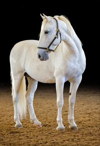 At 40, Neapolitano Nima is the oldest Lipizzan stallion registered with the LIF (Lipizzan International Federation).