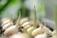 How to Grow Garlic Indoors the Right Way