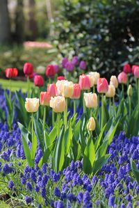 How to Plan a Spring Bulb Garden - Longfield Gardens