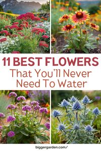 Searching for flowers that can handle dry conditions? Discover 11 low maintenance plants that are drought tolerant and ideal for low water plants landscaping. Click to read and follow us for more ideas.