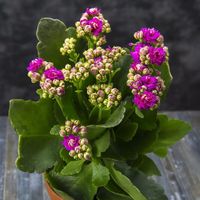 Kalanchoe - Kalanchoe blossfeldiana (Cuidado, Características, Flor, Imágenes)