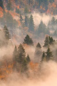 "Foggy Fall" by Daniel Gomez Even when the mountain is obscured by clouds at this viewpoint there's still something beautiful to see, especially in fall! Just as the sun began rising over the horizon it began to light the fog below giving it and the fall foliage a golden hue. #fstoppers