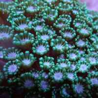 flower coral - Google Search