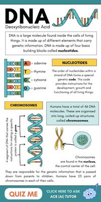 What is the STRUCTURE of DNA? What are CHROMOSOMES, NUCLEOTIDES? Need more homework help with biology and genetics? ASK ACE (AI) Tutor your questions now! Free to use, get answers about DNA structure fast; expand on topics, better understanding the material, instantly create learning tools; study guides, flashcards, quizzes & more. Check out our BIOLOGY STUDY GUIDES and CLICK THE PIN to ask Ace about DNA now!