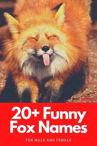 Looking for some funny fox name ideas? Here is a list of over 20 funny and cute fox names that you should consider.