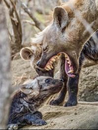 Spotted Hyaena mom and cub. About to regurgitate?