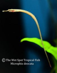 Microphis deocata “Indian Royal Green Pipefish”