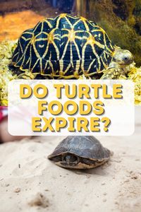 How Long Does Turtle Food Last? Ever wonder about the shelf life of your turtle's food? Get the facts on how long different types of turtle food remain safe and effective, and how to spot signs of spoilage before it's too late.