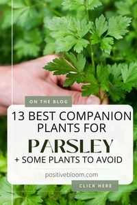 Check out the companion plants for parsley, discover certain plants you should avoid planting near this herb, and learn some benefits of companion planting.