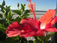 Large, red hibiscus flower on the beach