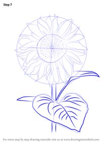 Learn How to Draw Sunflower Plant (Sunflower) Step by Step : Drawing Tutorials