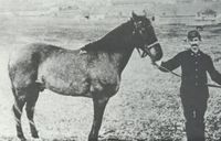 The most famous horse in western history and the only survivor of the Custer Massacre in 1876.   Comanche in Fort Lincoln.