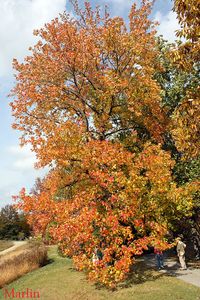 Sweet Gum Tree