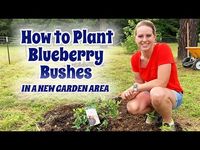 Growing Blueberries this year? It's easier than you think. Avoid these 4 beginner mistakes and you'll be on your way to a bountiful crop!