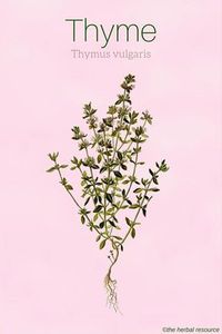 Thyme Thymus vulgaris