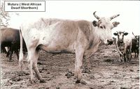 Muturu - West African Dwarf Shorthorn