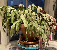 Epsom Salt for Christmas Cactus – When and How to Use | Citycacti