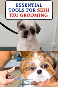 Shih Tzus are beloved for their long, flowing coats and adorable faces. However, maintaining that luxurious coat requires regular grooming with the right tools. Proper grooming not only keeps your