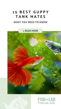 Discover the perfect tank mates for your guppies! This article reveals the 15 best companions based on biological and behavioral compatibility. Learn which fish to avoid, despite guppies' friendly nature. Find the ideal companions to create a harmonious aquarium environment. Click to explore guppy tank mate options now. >> Aquarium & tank setups, water quality, feeding, compatible fish species, health issues & breeding practices.