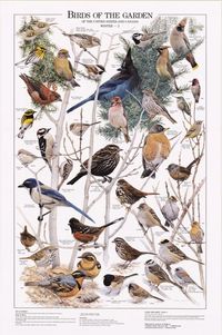 Birds of the Garden: Winter II Chart | Bird Identification Charts