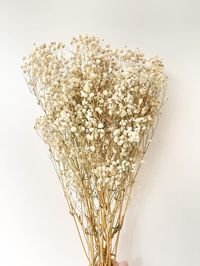 Preserved Dried Natural Gypsophila Baby Breaths | Dried Flower Floral Design | DIY Dried Flowers Wedding BouquetWHAT YOU WILL GET : 2 x Baby Breath StemPLEASE NOTE : Please expect natural variation as no two stems are the same. Note that as it is a natural product, there may be imperfections or slight differences in colour, size, shape. Texture may vary but ours is top of the range, high quality. Stem Sizes are approximate and may vary on the above. Will pack and post as carefully as possible. S