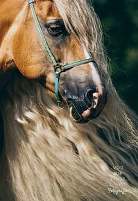 In show halter with long windswept mane.