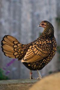 The golden laced Sebright bantam - a great starter chicken breed for young children.