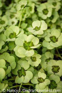 The silver-gray-and-green foliage (leaves) of '4 Luck Green Glow' ornamental clover (Trifolium repens) [Nancy J. Ondra/nancyjondra.com]