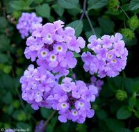 Lantana. (Perennial Lantana Montevidenis). This violet/purple flower blooms all year and attracts birds and butterflies, allowing us to share moments with nature on the site court.-DR Landscape Designer www.bcnumber3.com Building Center No.3