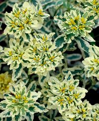 12 Tough Perennials That Grow in Dry Shade