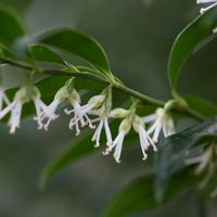 Buy sweet box Sarcococca confusa: £9.99 Delivery by Crocus