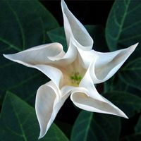 Bush moon flower