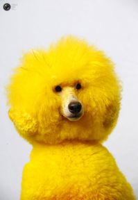 yellow poodle cute face dog