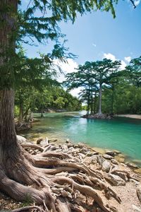 Cypress Trees on the Guadalupe River, Texas