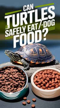 Is your pet turtle nibbling on dog food? Find out if it's healthy and explore better turtle feeding options. Click to learn how to build the perfect turtle feeding schedule for your red-eared slider turtle. Save for future reference!