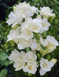 White Freesia in the bridesmaids bouquet and for the corsages and boutonnieres.