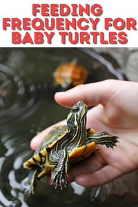 From baby turtle feeding schedules to the right types of food, our pin covers everything you need to know about how much to feed baby turtles for optimal health.





