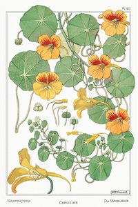 Capucine (nasturtium) from La Plante et ses Applications ornementales (1896) illustrated by Maurice Pillard Verneuil. Original from the The New York Public Library. Digitally enhanced by rawpixel. | free image by rawpixel.com / New York Public Library (Source)