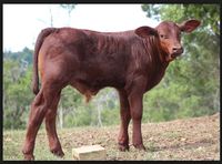 Santa Gertrudis calf