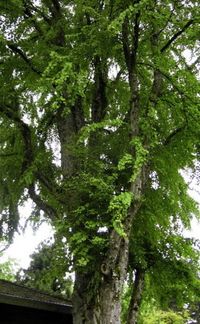 Plant of the Week: Katsura tree (Cercidiphyllum japonicum) - oregonlive.com