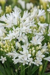 Bridal Veil® Agapanthus