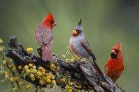 size: 12x8in Photographic Print: Pyrrhuloxia with northern cardinals. by Larry Ditto :