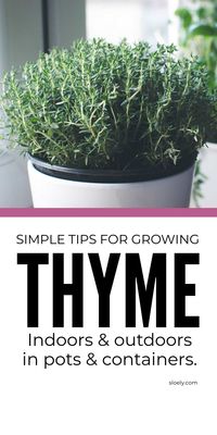 Simple tips for growing thyme indoors and outdoors in pots in a herb garden. These herb growing tips show you how to grow thyme from seed and from clippings and cuttings in water plus the best ways to help thyme flourish. #thyme #growingthyme #howtogrowthyme #growingherbs #herbgarden