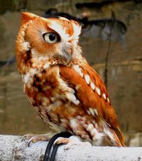 This is Pellet, an eastern screech owl, who earned his name after he was found with pellets from a pellet gun lodged in his skull. Because of this injury, pellet can no longer survive in the wild.